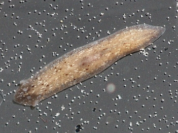 Abb. 1: Beispiel: Getigerter Strudelwurm (Dugesia tigrina, Foto: Christian Schlagenhaufer)
