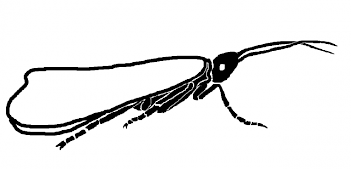 Abb. 3: Schema eines Köcherfliegen-Imago, Grafik: E. Schorr