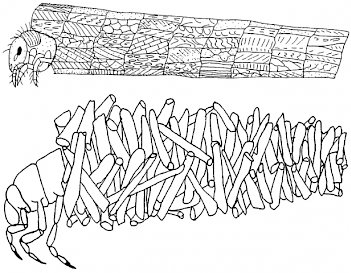 Abb. 1: Köcherfliegenlarven - Köcher bauend, Grafik: ©Sven Gemballa
