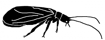 Abb. 3: Schema Schlammfliegen- Imago, Grafik: E. Schorr