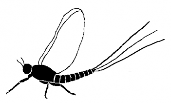 Abb. 4: Schema eines Eintagsfliegen-Imago, Grafik: E. Schorr