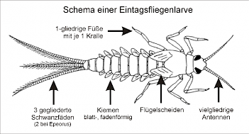 Abb. 2: Schema einer Eintagsfliegenlarve, Grafik: ©Sven Gemballa, Beschriftung: E. Schorr