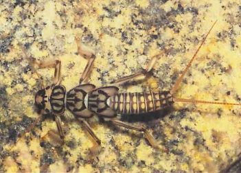 Abb. 3: Perla marginata, Foto: Prof. Dr. U. Heitkamp (m. f. Genehmigung)