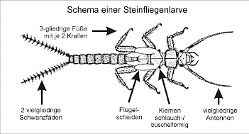 Abb. 2: Schema einer Steinfliegenlarve, Grafik: ©Sven Gemballa, Beschriftung: E. Schorr