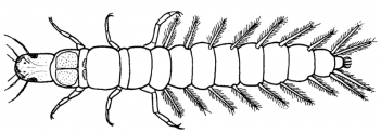 Abb. 1: Schema einer Käferlarve (Taumelkäfer), Grafik: ©Sven Gemballa