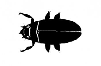 Abb. 2: Schema eines Taumelkäfers (Imago), Grafik: E. Schorr