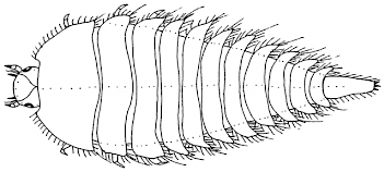Abb. 3. Schema einer Käferlarve (Hakenkäfer), Grafik: ©Sven Gemballa