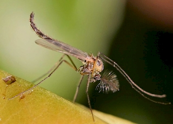 Abb. 4: Chironomus sp. (Zuckmücken-Imago), (Uploaded by Jeffdelonge, Copyright free)