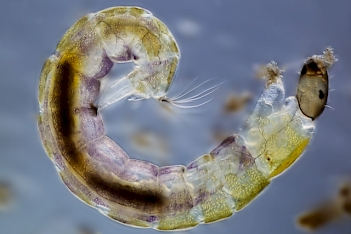 Abb. 1: Chironomus sp. (Zuckmückenlarve), Foto: By Frank Fox