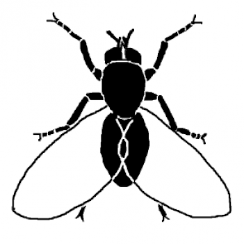Abb. 3: Schema eines Kriebelmücken-Imago, Grafik: E. Schorr