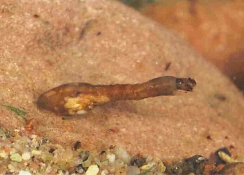 Abb. 1: Kriebelmücken-Larve (Simulium sp.), Foto: Prof. Dr. U. Heitkamp (m. f. Genehmigung)
