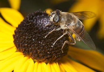 Abb. 3: Eristalis sp. Imago, Foto: By Pjt56