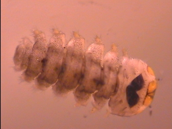 Abb. 2: Lidmückenlarve (Blephariceridae) - Rückenseite, Foto: By Erin Hayes-Pontius