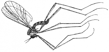Abb. 4: Lidmücken-Imago, Grafik: By Karl Grünberg