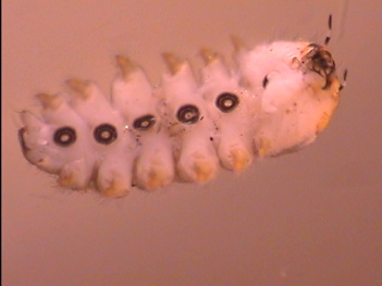 Abb. 3: Lidmückenlarve (Blephariceridae) - Bauchseite, Foto: By Erin Hayes-Pontius