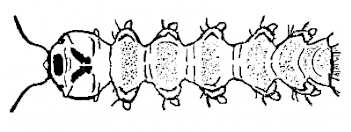 Abb. 1: Schema einer Lidmückenlarve (Rückenseite), Grafik: E. Schorr