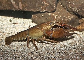 Abb. 1: Edelkrebs (Astacus astacus), Foto: Dragon187