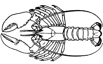 Abb. 2. Schema eines Zeihnfußkrebses, Grafik: ©Sven Gemballa