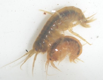 Abb. 1: Gammarus pulex (Bachflohkrebs), Foto: Michael Freund, Passau (m. f. Genehmigung)