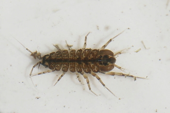 Abb. 1: Wasserassel (Asellus_aquaticus), Foto: By Charlesjsharp