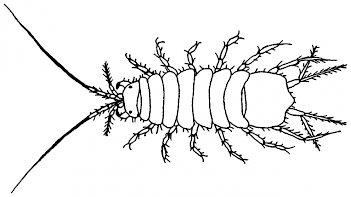 Abb. 2: Schema einer Wasserassel, Grafik: ©Sven Gemballa