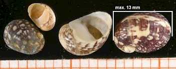 Abb. 2: Theodoxus fluviatilis, Schneckengehäuse, Foto: Francisco Welter Schultes