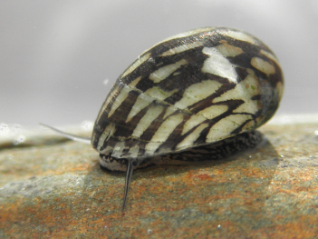 Abb. 1: Theodoxus_fluviatilis, Foto: von Michal Maňas