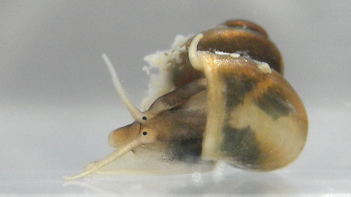 Abb. 1.: Gemeine Federkiemenschnecke (Valvata piscinalis), Foto: By USGS