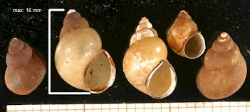 Abb. 2: Gehäuse: Gemeine Schnauzenschnecke (Bithynia tentaculata),  Foto: by Welter Schultes, Francisco