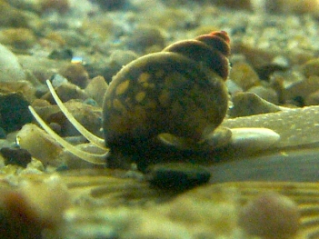 Abb. 1: Gemeine Schnauzenschnecke (Bithynia tentaculata), Foto: By Michal Manas