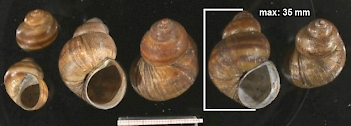 Abb. 2: Stumpfe Sumpfdeckelschnecke -Gehäuse (Viviparus viviparus), Foto: by Welter Schultes, Francisco