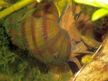 Abb. 1: Stumpfe Sumpfdeckelschnecke (Viviparus viviparus), Foto: By Piet Spaans Viridiflavus