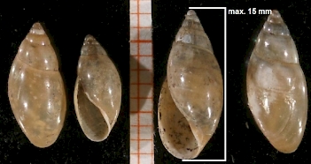 Abb. 2: Blasenschnecke der Gattung Aplexa (Aplexa hypnorum), Foto: By Francisco Welter Schultes