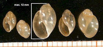 Abb. 1: Quellenblasenschnecke (Physa fontinalis), Foto: By Francisco Welter Schultes