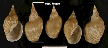 Abb. 1: Lymnaea stagnalis (Gehäuse), Foto: By Francisco Welter Schultes [Public domain]