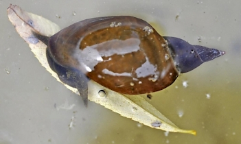 Abb. 1: Lymnaea stagnalis, Foto: By Francisco Welter Schultes [Public domain]