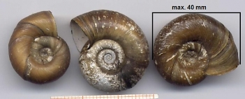 Abb. 4: Gehäuse der Posthornschnecke (Planorbarius corneus): By Francisco Welter Schultes