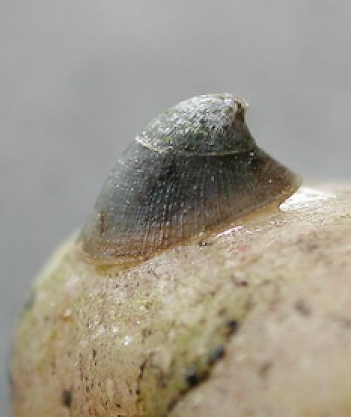 Abb. 1: Mützenschnecke (Ancylus fluviatilis), Foto: By Mauro Mariani