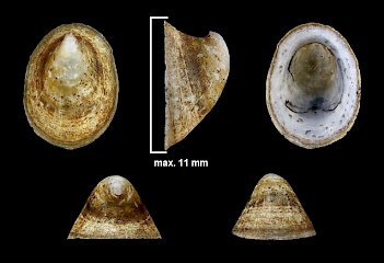 Abb. 2: Gehäuse der Mützenschnecke (Ancylus fluviatilis), Foto: By H. Zell