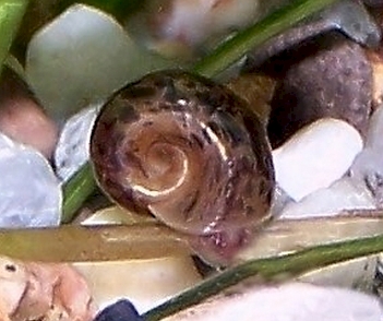 Abb. 3: Posthornschnecke (Planorbarius corneus), Foto: By Silvana Gericke
