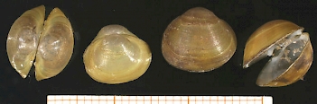 Abb. 4: Schalen der Kugelmuschel (Sphaerium corneum), Foto:By Francisco Welter Schultes