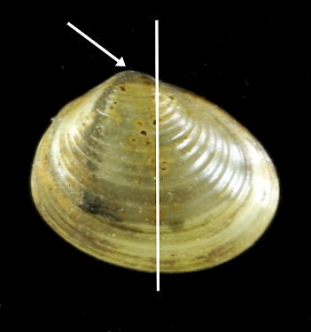 Abb. 2: Erbsenmuschel (Pisidium amnicum), Foto: By Snailmail