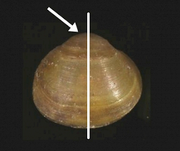Abb. 3: Schale der Kugelmuschel (Sphaerium corneum), Foto:By Francisco Welter Schultes (Ausschnitt)