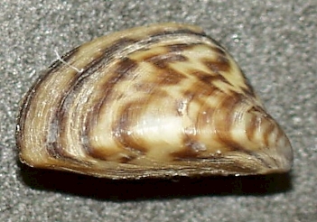 Abb. 1:  Dreikantmuschel (Zebramuschel) (Dreissena polymorpha), Foto: Public domain