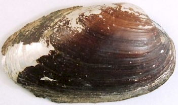 Abb. 1: Bachmuschel (Unio crassus), Foto: By Emma Versteegh (Own work)
