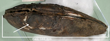 Abb. 2: Flussperlmuschel (Margaritifera margaritifera), Foto: By Francisco Welter Schultes