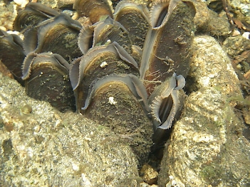 Abb. 1: Flussperlmuschel (Margaritifera margaritifera), Foto: MrKimm