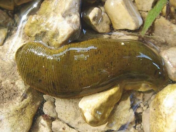 Abb. 1: Pferdeegel (Haemopsis sanguisuga), Foto: By Chris Schuster