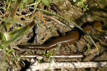 Abb. 2: Pferdeegel (Haemopsis sanguisuga), Foto:James Lindsey