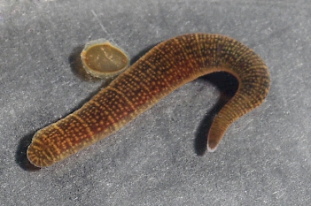 Abb. 1: Rollegel (Erpobdella octoculata) mit Eikokon, Foto: Ulrich Kutschera